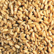 WHEAT GRAIN ORGANIC 20KG