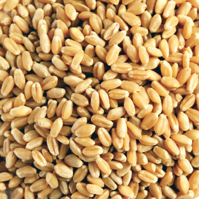 WHEAT GRAIN ORGANIC 20KG